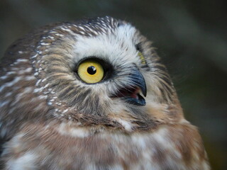 Northern saw whet owl 