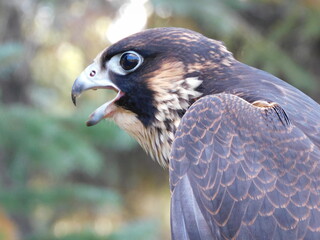 peregrine falcon 