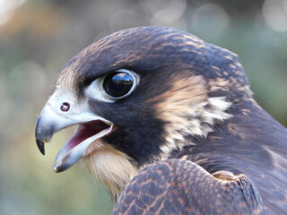 peregrine falcon
