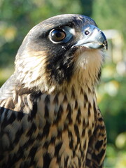peregrine falcon