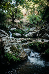 A small serene waterfall flowing over mossy rocks surrounded by lush greenery in a peaceful forest. Perfect for themes of tranquility, nature, and scenic beauty