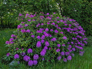 Fototapeta premium beautiful purple rhododendron bush in city park