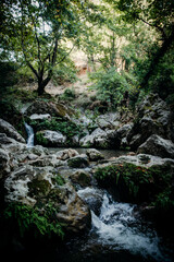 Obraz premium A serene forest stream cascading over mossy rocks surrounded by lush greenery. The tranquil and picturesque setting is perfect for nature themes and outdoor adventure concepts