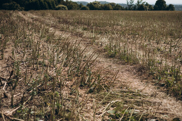 Stubble in the field after harvest. Cut stalks of cereals in the field in summer. Slender rows of...