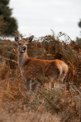 Red deer standing in long grass