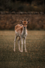Cute deer fawn with horns, wildlife wallpaper