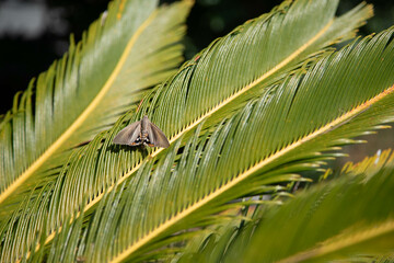 Paysandisia archon butterfly on a palm branch