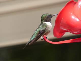 ruby throated hummingbird