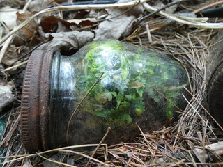 Jar with growing ferns