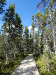 Boardwalk though forest 
