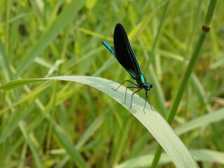 Ebony jewelwing damselfly