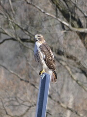 hawk on post