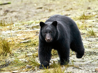 Fototapeta premium Black bear approaching