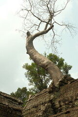 tree growing from temple