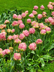 Pink tulips in a garden in spring