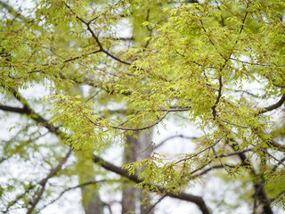 Spring flowering plants 