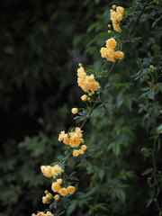 Spring flowering plants 