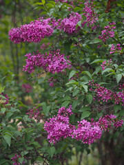 Fototapeta premium Spring flowering plants 