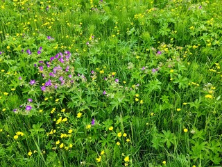 Vibrant wildflowers blooming in lush green meadow