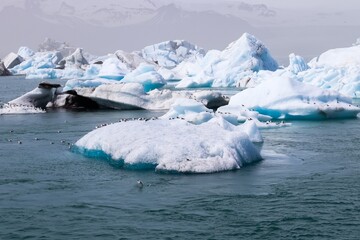Large iceberg with birds on it