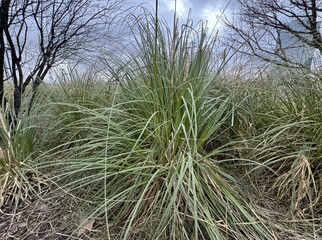 Cortaderia selloana green grass. Beautiful green pampas grass, tassel reed. Natural background of soft plants. Tall grass, spring time. Close-up. Cortaderia selloana plants in an ornamental garden.
