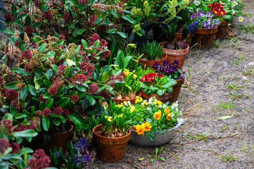 Colourful flower seedlings in the flowerpots. Spring garden 