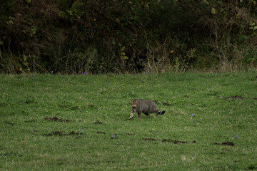 European wildcat on the meadow. Wildcat is hunting rats. European wildlife. 