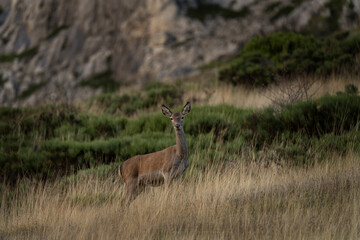 Herd of red deers in the mountains. Deers during rutting season in Spain. 