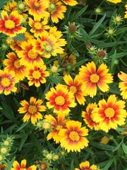 Yellow and Orange Tickseed (Coreopsis) Flowers Blooming in Park
