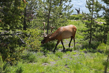 deer in the woods - yellowstone