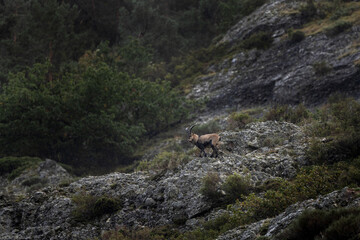 Iberian ibex is climbing on the rocks. Ibex in national park Picos de Europa. European wildlife.