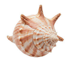 sea shell isolated on white