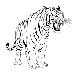 Naklejka premium tiger vector illustration