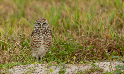 burrowing owls in Florida Cape Coral