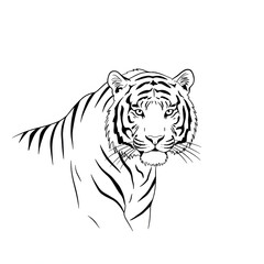 Fototapeta premium Black and White Tiger Illustration with Stripes and Whiskers