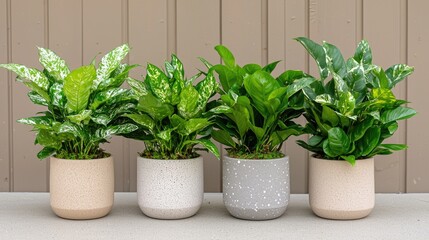 Fototapeta premium Four potted Dieffenbachia plants on display