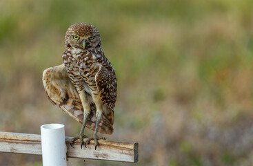 burrowing owls in Florida Cape Coral