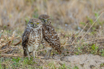 burrowing owls in Florida Cape Coral