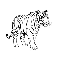 Naklejka premium tiger vector illustration