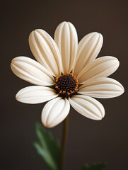 Obraz premium Solitary white daisy flower with a dark brown center and textured petals against a blurred brown background.