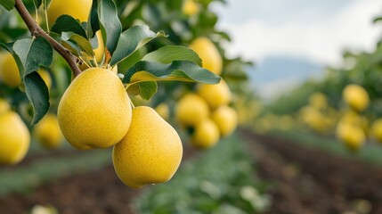 Ripe yellow pears on orchard branch, agriculture background