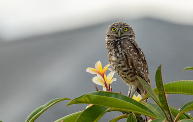 burrowing owls in Florida Cape Coral