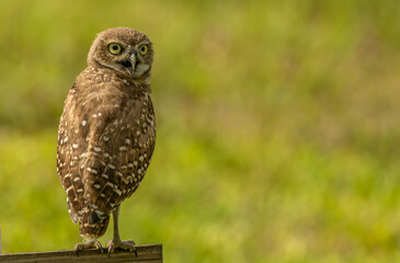 burrowing owls in Florida Cape Coral