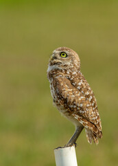 burrowing owls in Florida Cape Coral