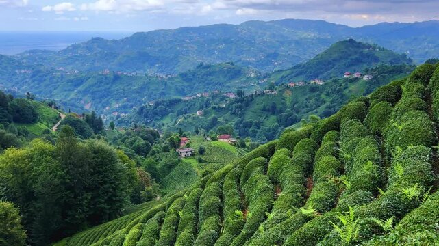 Tea plantations of Rize province with a mountain landscape. Close-up of fresh and bright tea. A tea plant grown on the Black Sea. Karadeniz region in Turkey. Farm for the production of fresh green tea