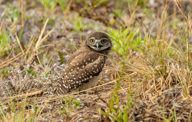 burrowing owls in Florida Cape Coral