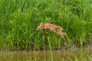 white tailed fawn running along river