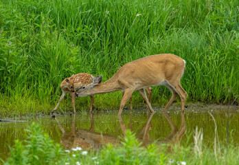 white tailed fawn running along river