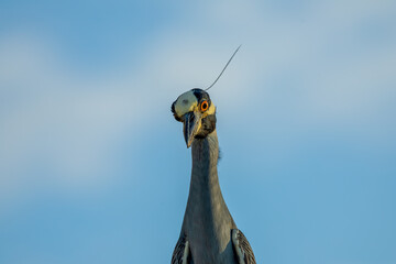 crowned night heron fishing close up