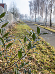 Green leaves covered with frost next to a paved sidewalk on a frosty winter sunny day. Vertical orientation